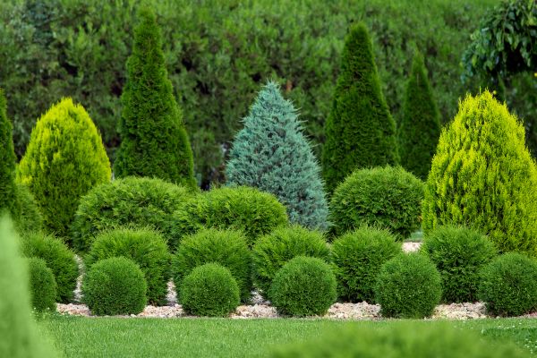 Cost of Bush Trimming Service in Longmont