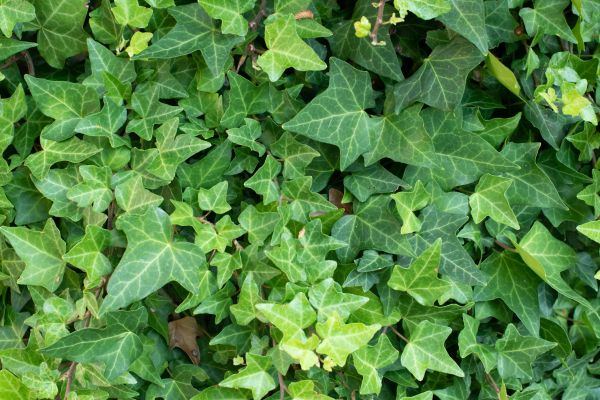 Cost of English Ivy Removal in Longmont