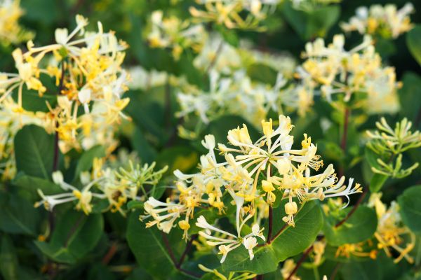 Cost of Honeysuckle Removal in Longmont