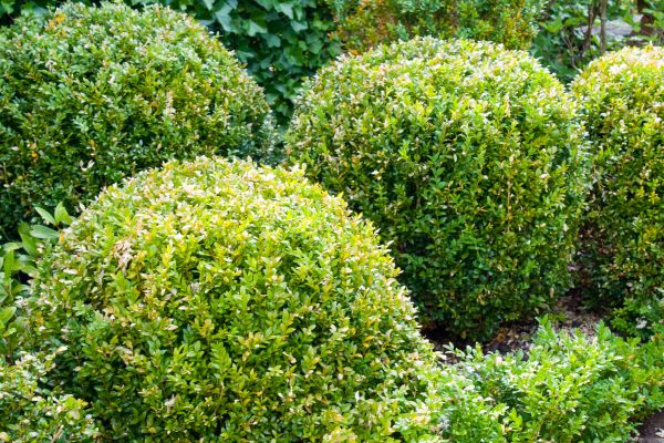 Cost of Landscape Trimming Service in Longmont