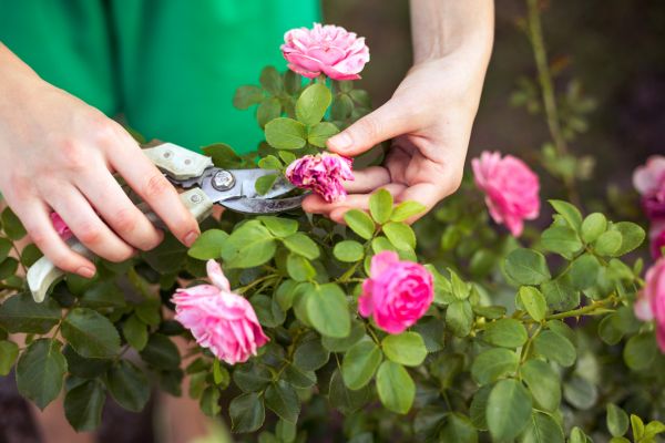 Cost of Rose Trimming in Longmont