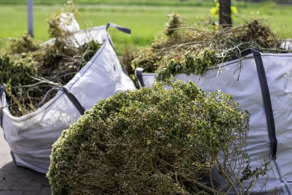 Cost of Shrub Removal Service in Longmont