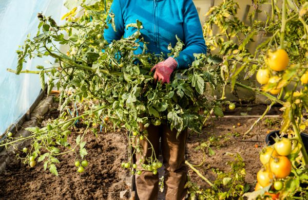 Garden Plant Removal in Longmont