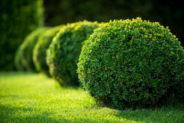 Bush Pruning in Longmont