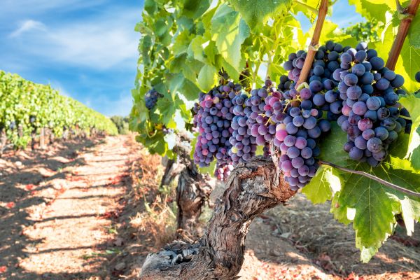 Grapevine Pruning in Longmont
