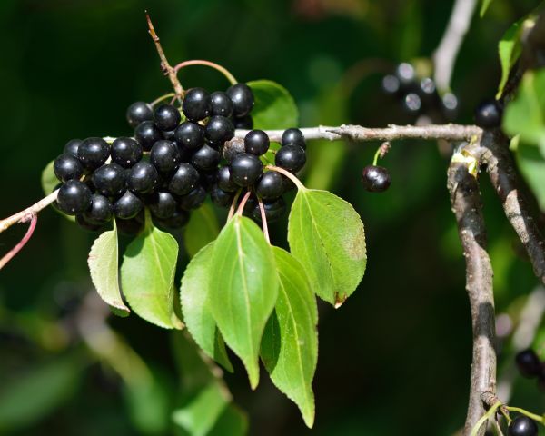 Cost of Buckthorn Removal in Longmont