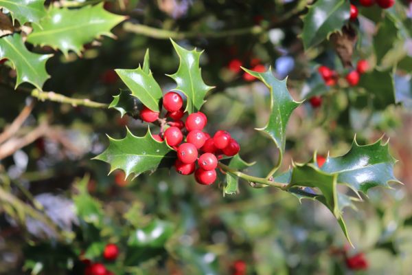 Cost of Holly Tree Trimming in Longmont