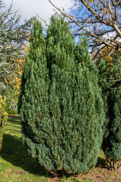 Cost of Juniper Trimming in Longmont