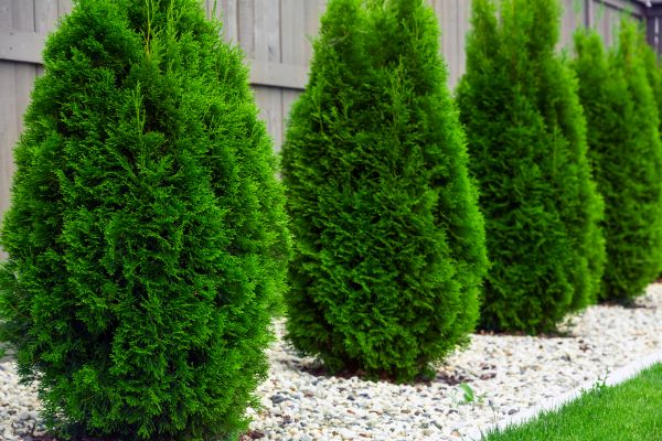Cost of Arborvitae Pruning in Longmont