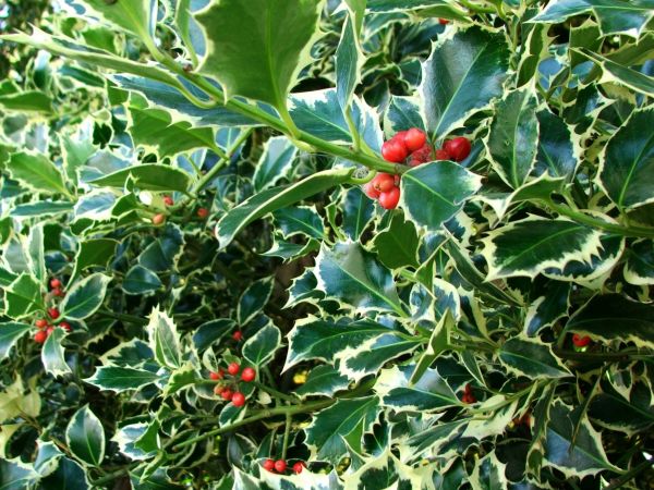 Cost of Holly Bushes Trimming in Longmont