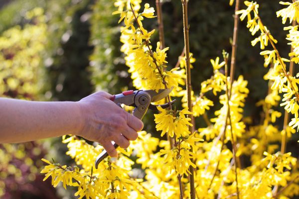 Forsythia Pruning in Longmont