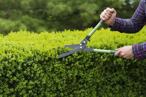 Cost of Evergreen Shrub Pruning in Longmont