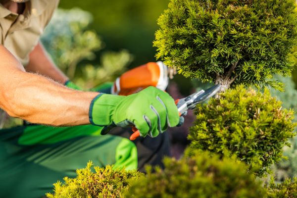 Cost of Landscape Pruning Service in Longmont