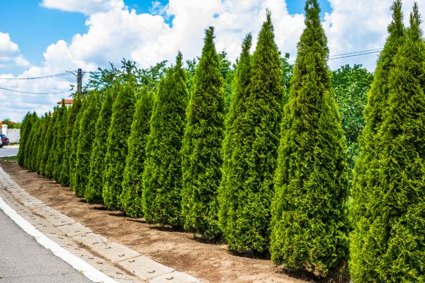 Arborvitae Shearing in Longmont