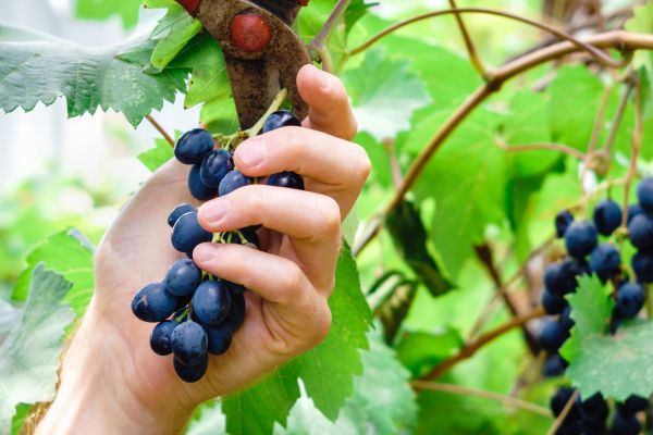 Cost of Vineyard Pruning in Longmont