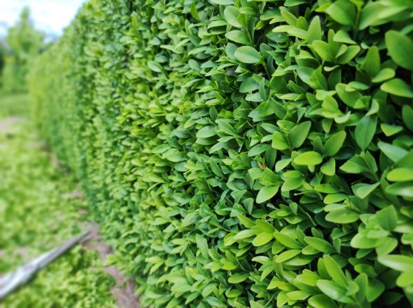 Boxwood Pruning in Longmont