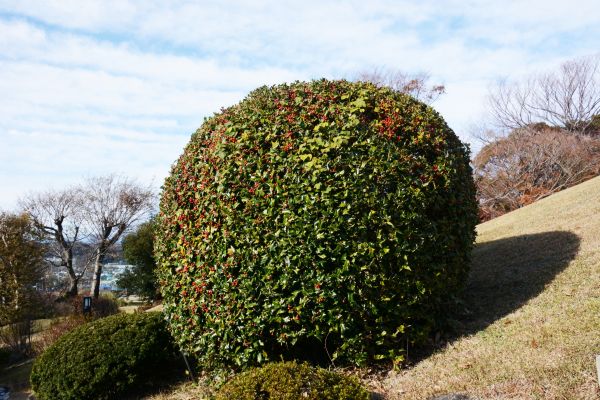 Cost of Holly Shrub Pruning in Longmont