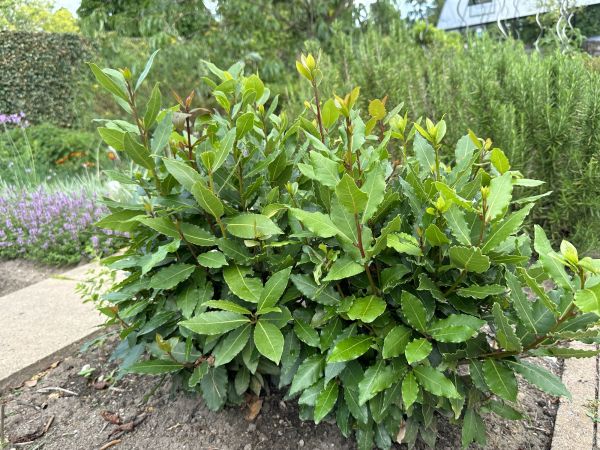Cost of Laurel Hedge Trimming in Longmont