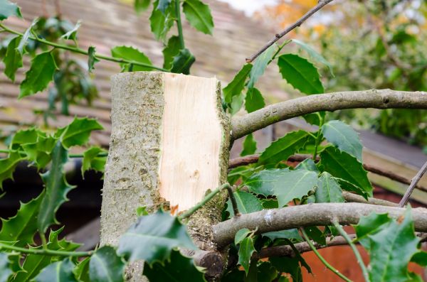 Cost of Holly Tree Removal in Longmont