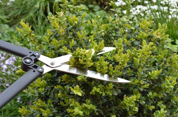 Boxwood Trimming in Longmont