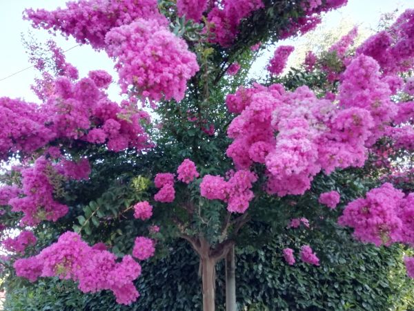 Cost of Crape Myrtle Pruning in Longmont