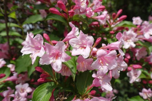 Weigela Pruning Service in Longmont