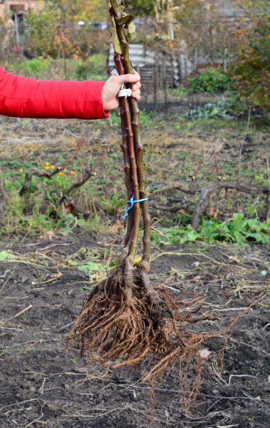 Cost of Shrub Root Removal in Longmont
