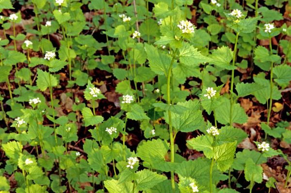 Cost of Garlic Mustard Removal in Longmont