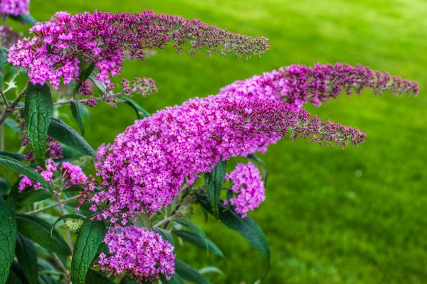 Butterfly Bush Removal in Longmont