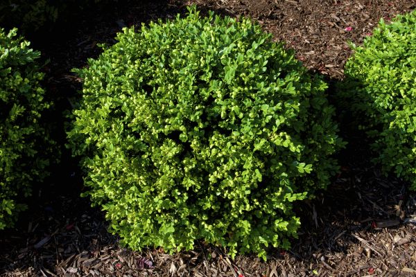 Boxwood Removal in Longmont