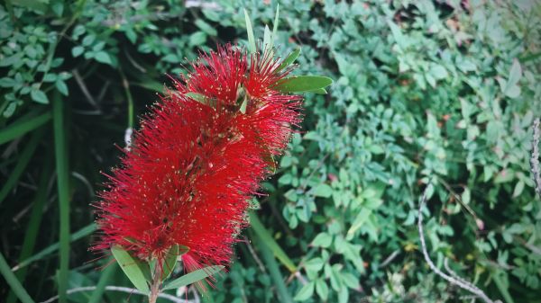 Cost of Bottlebrush Pruning in Longmont