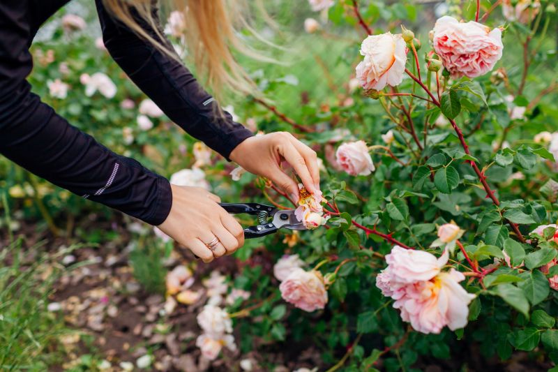 Rose Pruning Service